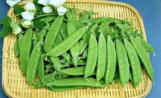 八月可以种豌豆吗 立秋后可以种豌豆吗