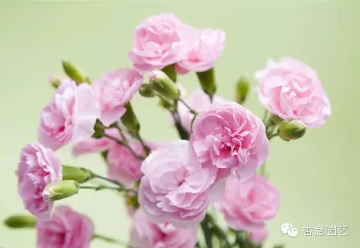 全部花的花语和象征意义 各种花语象征意义