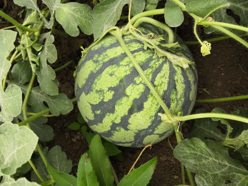 八月份能种露地西瓜吗 9月还能种西瓜吗