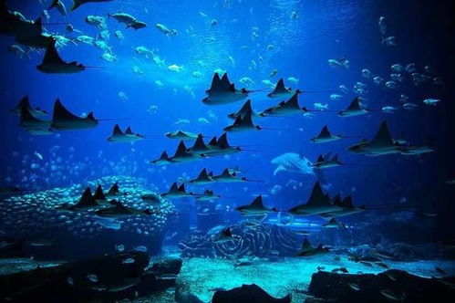 全球海底最深多少米 世界的海洋最深有多少米