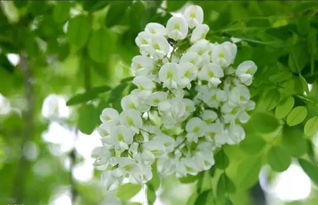 八月开槐花正常吗 槐花八月开预示着