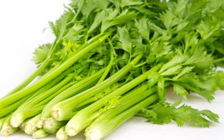 八月份适合种芹菜吗 芹菜30度会热死吗