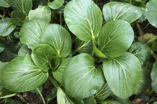 八月份可以种小青菜吗 种植青菜的过程