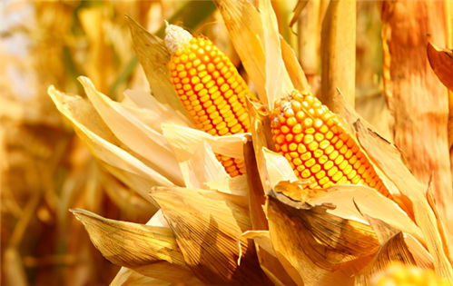 八月份种玉米还收得了吗 9月还能种玉米吗