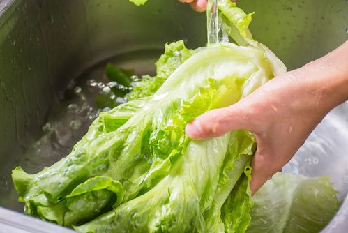 八月份种生菜可以吗 立秋后还能种生菜吗