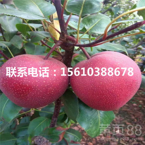 八月份的梨有啥品种 梨的品种大全图片