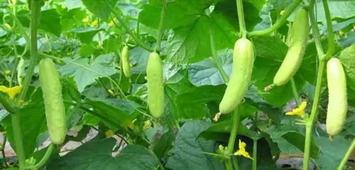 八月份的黄瓜能成熟吗 9月份可以种黄瓜吗