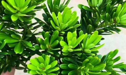 六种镇宅又旺财的树 镇宅招财旺人的树木