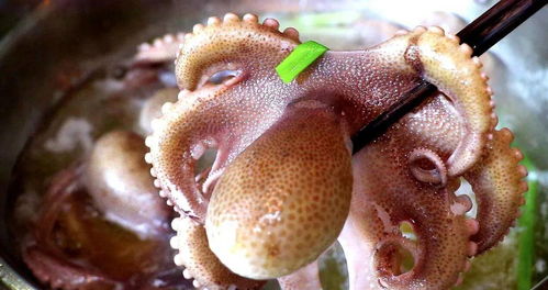 八爪鱼的俗称叫什么 八爪鱼有几种叫法