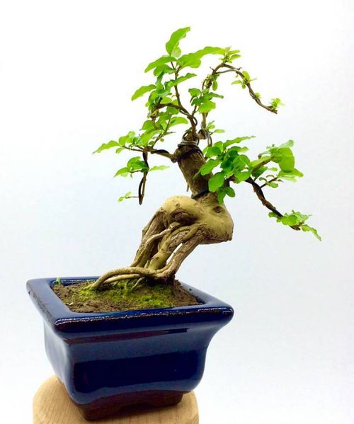 公认最好的小型盆景 十大养不死的老桩盆景