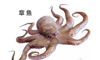 八爪鱼和鱿鱼哪个好吃 八爪鱼与鱿鱼的区别图片