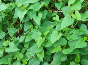 六种人不宜吃红薯叶 吃红薯叶有1大禁忌