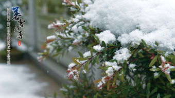 六月雪夏天可以换土吗 六月雪夏季休眠吗