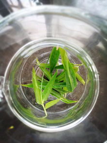 六种人不能喝竹叶茶 长期喝竹叶茶有危害吗
