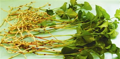 六种人不宜吃鱼腥草 鱼腥草四种人碰不得