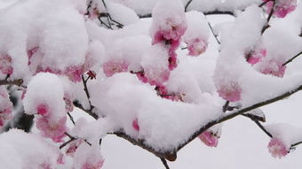 六月雪什么人不能吃 六月雪可以长期喝吗