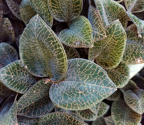 六种人不宜吃金线莲 金线莲相克食物