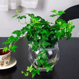养不死的水培植物 10种水培不死的花