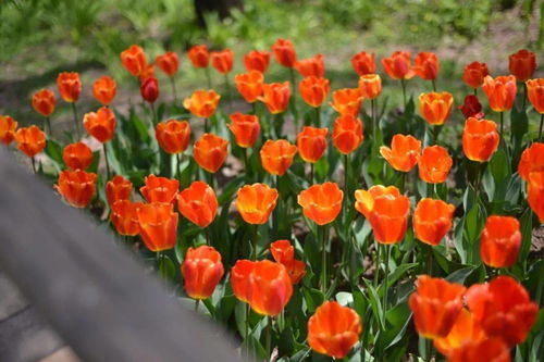 关于郁金香的高级文案 郁金香文案短句干净