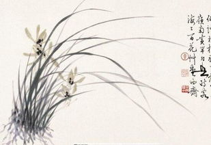 兰花花语象征与寓意 各种兰花的寓意