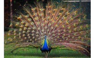 养一只蓝孔雀的处罚 国家允许私人养孔雀吗