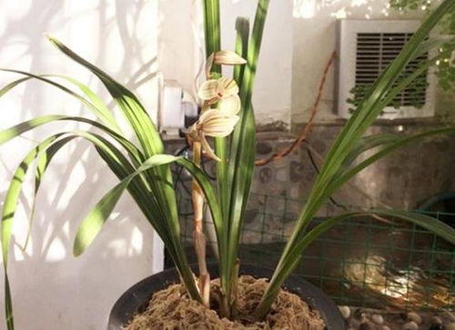 兰花怎么养才能开花 如何让兰花开花窍门