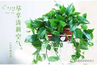 养千年木有什么危害 千年木为何不宜放家里
