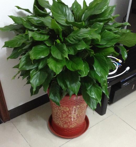 养人又旺财的4种花 镇宅最灵的三种花