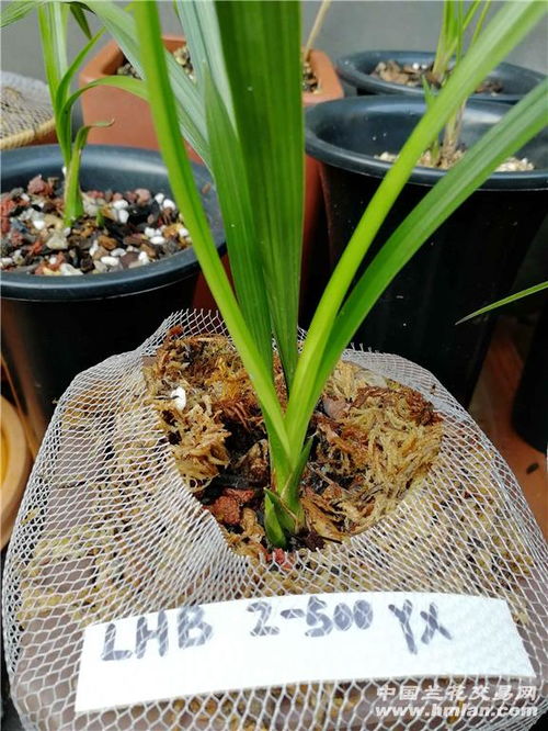 兰草几天浇一次水啊 兰草每次浇多少水比较好