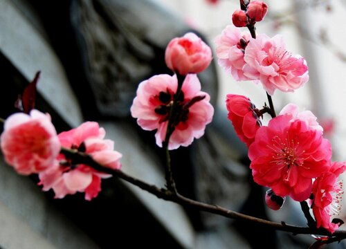 关于梅花的花语 关于梅花的简介