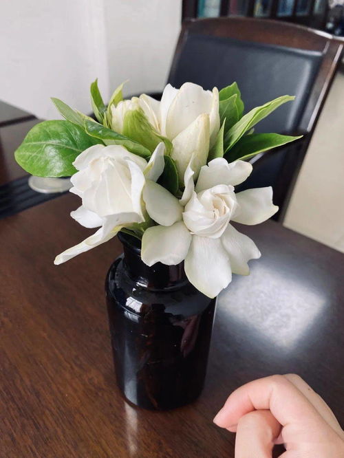 养什么花满屋香气 有哪些花的花香又实用又好闻