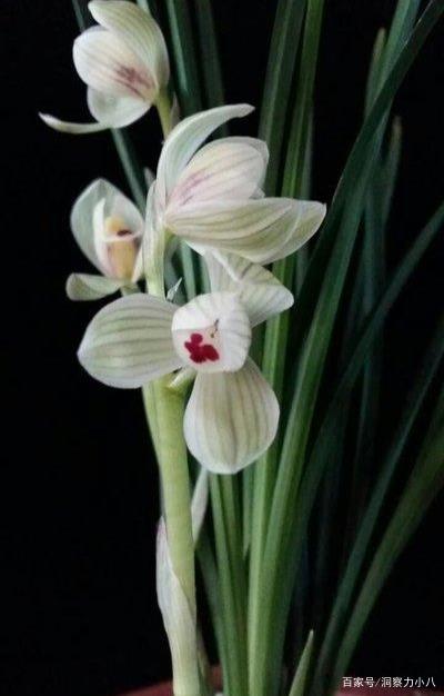 养兰花的禁忌 兰花最怕的三种水