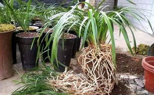 兰花换盆一定要晾根吗 兰花晾根一个小时行不行