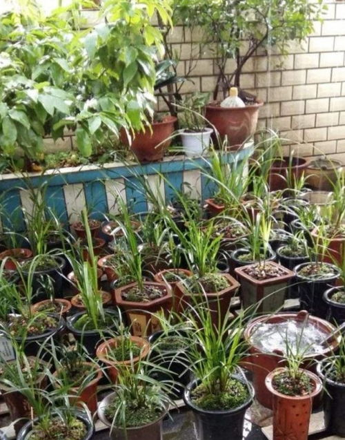 兰花淋雨多少时间为宜 兰花能连续淋几天雨