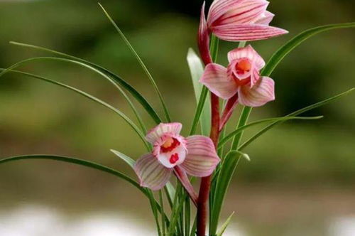 兰花开花好兆头唯美句子 家有兰花初盛开的下一句