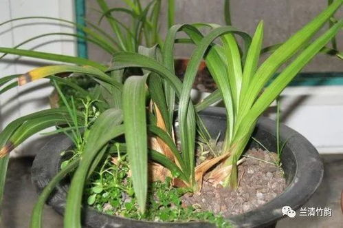 兰花突然开花预兆风水 兰花开花的迷信说法