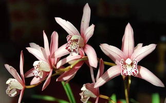 兰花禅意意境 佛与兰花典故