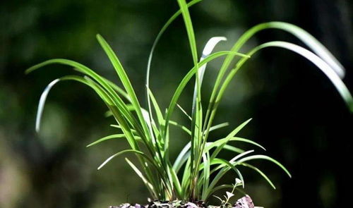 兰花怎么浇水不烂根 兰花浇什么水长得最旺