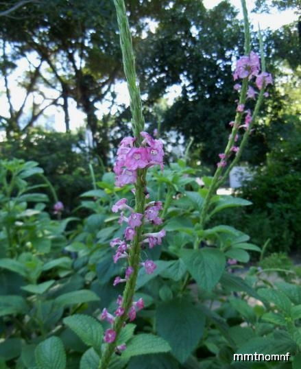 农村一种开紫色花的野草 农村常见的紫色野花