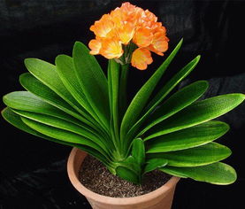 养君子兰风水上的讲究 君子兰的风水大忌属相