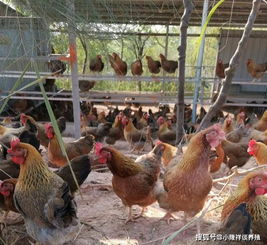 养鸡亏本几率大吗 养鸡风险有多大