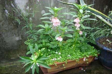 写植物的生长过程20字 记录一个植物的生长过程