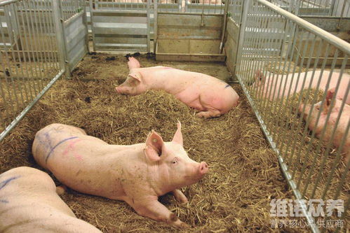 养猪一天长4斤秘方 养猪怎么喂才长得快