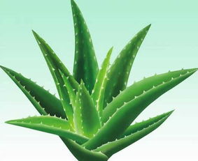 养芦荟的正确方法 养芦荟的三大忌