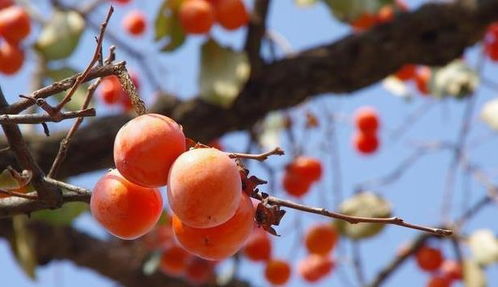 养肺最好水果第一名 养肺最好蔬菜第一名