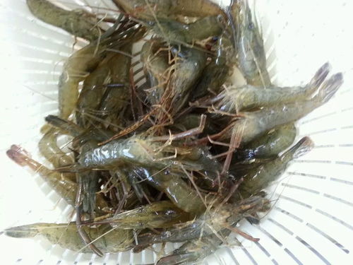 养殖虾对人体有害吗 养殖虾属于海鲜吗