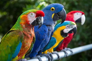 养鹦鹉招财还是破财 什么属相不适合养鹦鹉