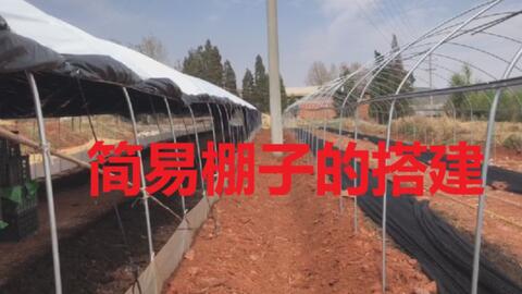 养殖蚯蚓大骗局 养殖蚯蚓的方法和技术