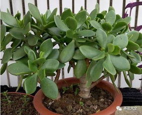 农村哪里的土适合养花 哪里的土种花好