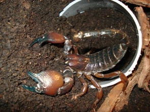 养雨林蝎犯法吗 帝王蝎vs雨林蝎